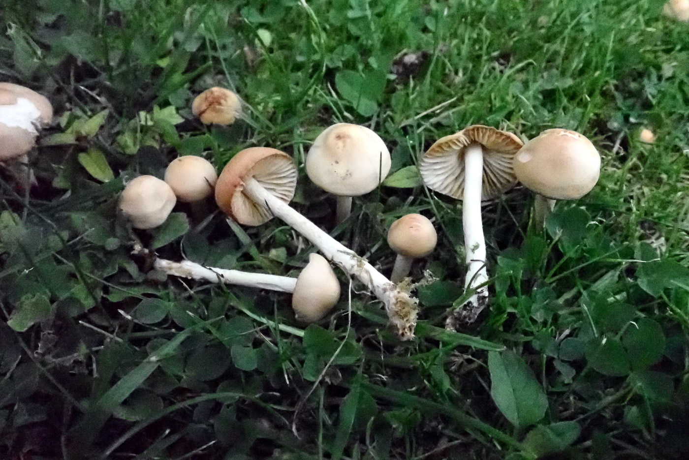 Photo by Penny Cullington Marasmius oreades by Penny Cullington